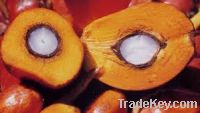 Crude Palm Oil For Sale