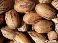 Pecan Nuts For Sale