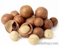 Macadamia Nuts for sale