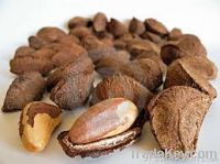 Brazil Nuts for sale