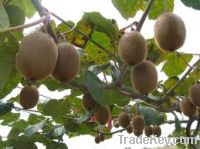 Fresh Kiwi Fruit For Sale