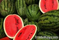 Fresh Water Melons