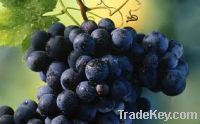 Fresh Farm Globe Grapes