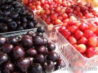 Fresh Cherries For Sale