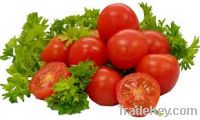 Fresh Tomatoes Available