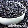Chinese Black Kidney Beans For Sale