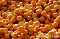 Fresh Apricots For Sale