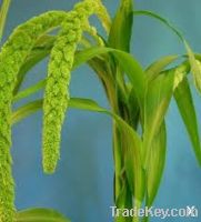 Green Millet For Sale