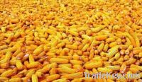 High Quality Corn For Sale