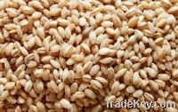 Agricultural Grain & Seeds