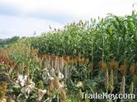 Sorghum