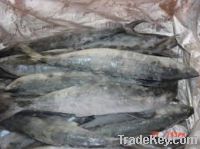 Frozen Mackerel Fish For Sale