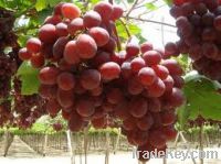 Fresh Farm Globe Grapes