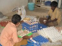 Egg Layer Chicken Feed