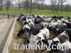 Holstein Cattle