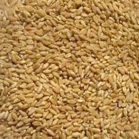 Organic wheat