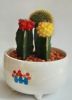 cactus  from China