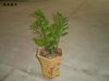 Sell Zamioculcas