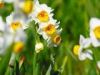 Sell narcissus bulb or daffodil bulb