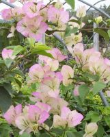 Grafted Bougainvillea