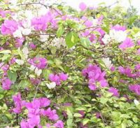 Sell Grafted colored Bougainvillea