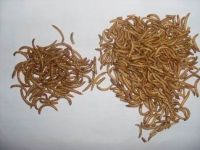 canned mealworm of pet food for reptile hamster