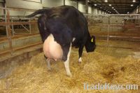 high quality and healthy pregnant  holstein heifer cow for sell