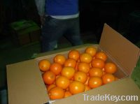 Navel Orange