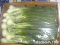 Spring Onion