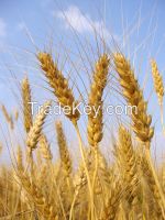 We sell for export  wheat CIF