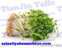 bean sprout processing line