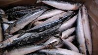 HOT SALE: IQF FROZEN ATLANTIC MACKEREL (Scomber Scombrus) READY TO BE SHIPPED, SPECIAL PRICE FOB VIGO