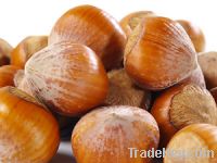 Hazelnuts / Filberts (In Shell)