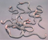 Sell Glass Eel (anguilla anguilla/japonica) from China