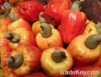 Cashew nut