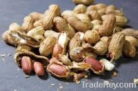 Ground nut/peanuts