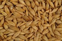 Barley Seeds