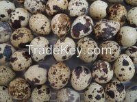 Fresh Fertile Quail Eggs