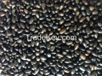 Cover Crop Seeds (Mucuna Bracteata Seed )