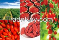 Goji berries dried fruit conventional goji berries and organic goji be