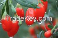 China Goji Berries