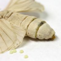 Male Silk Moth Extract  in  bulk