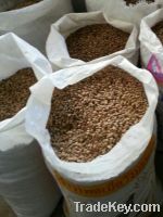 Unroasted Robusta Coffee Bean