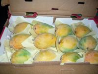 Fresh Mangoes Export Standard