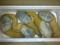 Live Geoduck ( Mexico Origin )