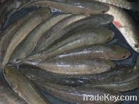 Snakehead Murrel / Channa striata (Fish)