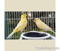 Canary Birds, Singing Birds & Love Birds, Parrots