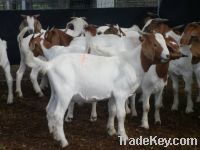 Live Boer Goats, Saanen Goats & Askanian Goats