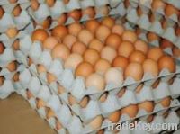 Fresh  White and Brown Chicken Eggs