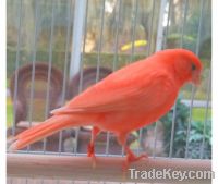 Yorkshire Canary Birds, Lancashire canary birds, Canary birds for